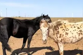 因母马和马驹被买家拉走，公马十分不舍狂追卡车，马主人：看着挺心酸的图片