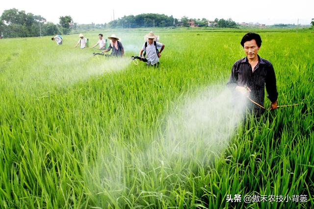 如何正确认识、正确挑选与正确使用芸苔素内酯？注意这几点