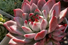 养多肉以来最难的一个夏天：请保持热爱，静待秋凉图片