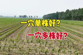 种植玉米一穴单株好？还是一穴双株好？为何农民都不种一穴双株？图片