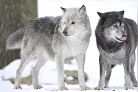一只孤狼追鹿时陷落冰窟中，居然召集狼群衔尾接力救出它和鹿图片