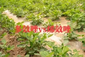 多效唑和烯效唑都能控旺，但控旺效果有明显区别，使用时要会选择图片