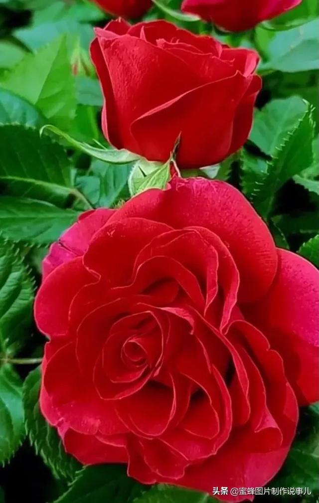 好看的心形图片(壁纸美图) - 绿巢号