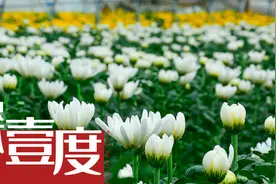 一花一世界图片