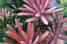 一种“红芽罗汉松”，做成盆景价格翻一番，叶片像红花，真是美丽图片