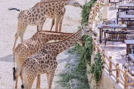 把动物世界都搬来？来这些宝藏乐园赴一场人与自然的奇幻之旅！图片