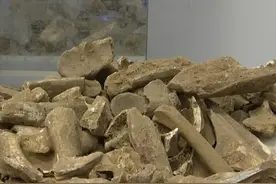 广西发现罕见大型史前蛇类！4.58米成“中国最长”？那世界最长呢图片