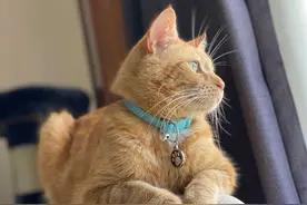 澳洲一只爱偷玩具的橘猫，金盆洗手后，成了这个街区的团宠图片