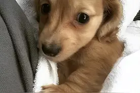 “我家狗以为它是我亲生的，直到最近它发现了真相……”图片