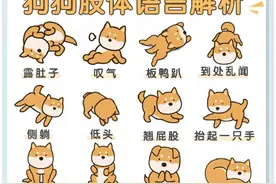 狗狗的肢体语言解析图片