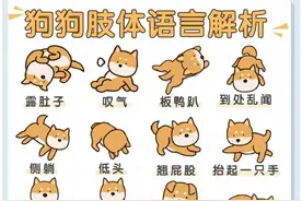 狗狗的肢体语言解析图片