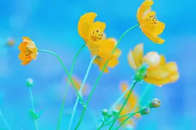 能力很强，不输给男人的生肖女，让很多男人都自愧不如图片