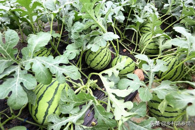 磷酸二氢钾混合红糖和食醋做肥料，效果神奇在哪里？你知道吗