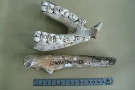 揭秘！除了恐龙，龙岩还有大熊猫、剑齿象、中国犀……图片