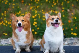 狗的命门在哪里？被大型犬追咬时，怎样做才是正确的自救方法图片