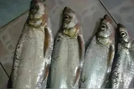 路亚翘嘴常用徦饵图片