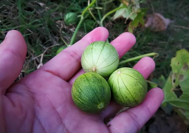过去常当杂草铲除的“马泡瓜”，原来浑身都是宝，现在了解也不晚