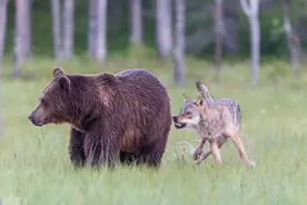 狼熊大战：棕熊吞吃七只小狼，四年后群狼复仇，连环斩杀两熊图片
