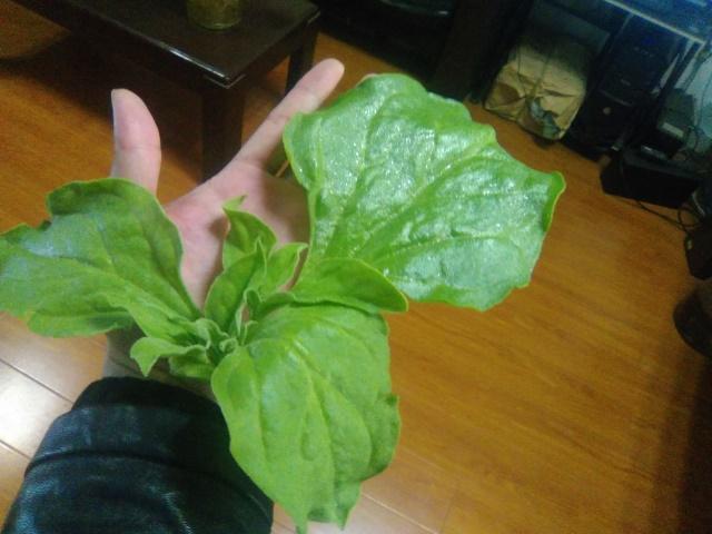 冰菜生物学特性及气雾培生产技术