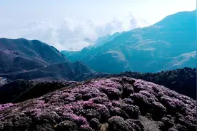 多彩贵州·花漾中国丨乌蒙大草原花开成海，游客纷至沓来图片