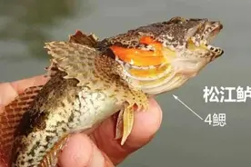 售价贵的十种淡水鱼多是牢底坐穿鱼，钓友谨记：钓获要放流图片