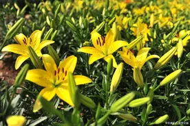 【文县】黄花菜有大妙用！健脑又抗癌！图片