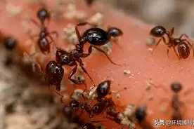 看到这种蚂蚁，一定要提高警惕图片