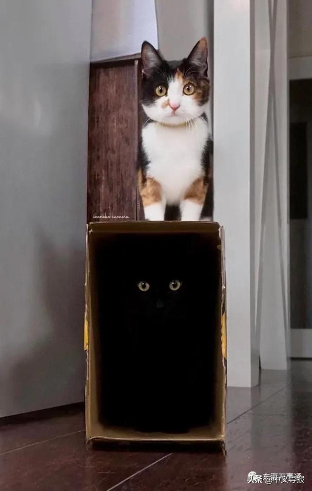 20220222:今天是百年难得一见的超级猫咪日