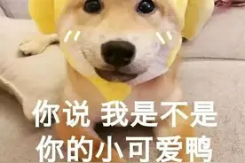 表情包｜你上次也是这样说的图片