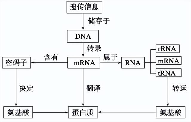 高中生物-基因的本质与表达