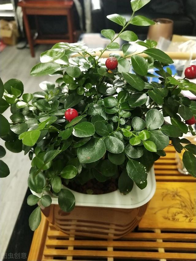 想让九里香花开满枝，这6点要做好，4月后一直开花