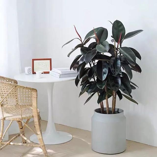 5种耐阴的大绿植,满满的热带度假风,最适合摆客厅(室内大叶植物有哪些