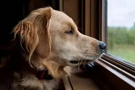 上一篇：为什么狗总是“看窗外”？他是看到什么了吗？图片