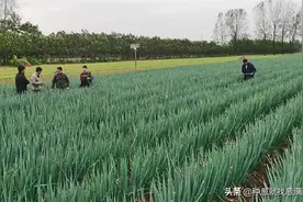 大葱怎样长得快，您的田间管理做到位了吗图片