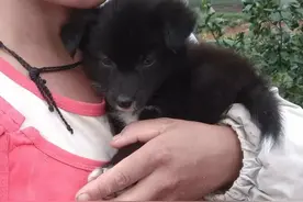 我爱我家花花（东德牧羊犬）图片
