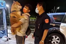 迷路柴犬跳上美女车不肯下来，最后只好载到警局寻主，上新闻了图片