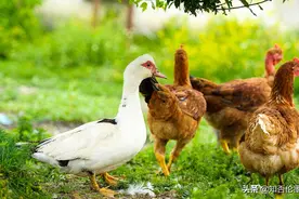 养猪牛羊，鸡鸭鹅，养哪种家畜或家禽致富最快？对比一下便有数了图片