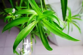 这18种植物都叫“吊兰”，到底哪些是“正版”？图片