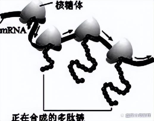 高中生物-基因的本质与表达