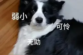 一只“怕雷”边牧的出走记图片