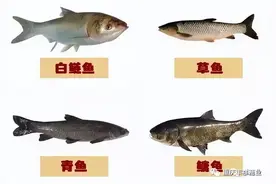 四大淡水家鱼——青草鲢鳙，相互搭配相得益彰，堪称鱼类混养经典图片