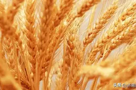 “三夏”麦收季 防火要记牢图片