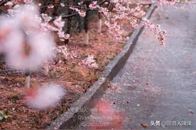 泉州这座被遗忘的樱花园，也太治愈了吧图片