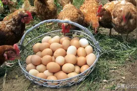 农村的土鸡蛋与养殖场生产的鸡蛋有什么区别？看完你就明白了！图片