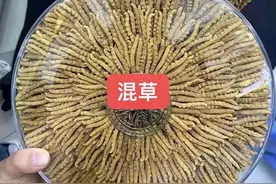 【藏元生】辨别真假虫草产地气味很关键图片
