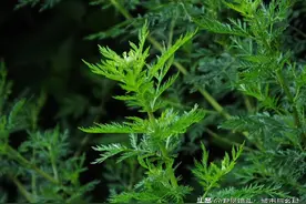 中草药植物：青蒿图片