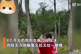 狗狗生病以为自己不行了，出门给自己挖坑，主人趟水过河背它治病图片