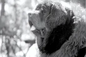 “国宝”竟是庞氏骗局，青海上万只藏獒成流浪狗，居民都不敢出门图片