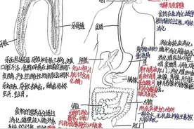 “画”说人体---石家庄九中初一学生手绘人体器官模式图展图片