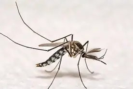 入侵中国50年！见人就咬的花蚊子卷土重来，它的毒性究竟有多大？图片